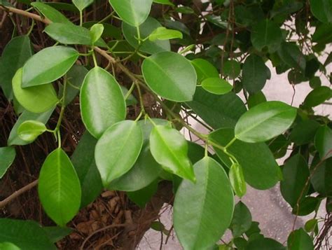 趨吉避凶植物|避邪植物能去晦氣？3植物有效防卡陰，簡單3步驟教你。